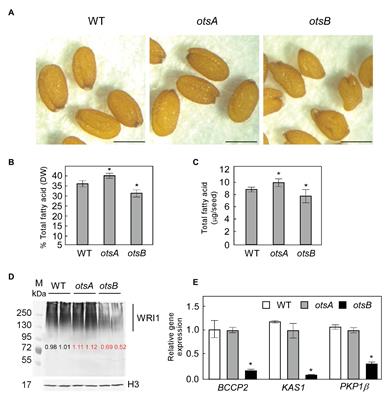 Expression of a Bacterial Trehalose-6-phosphate Synthase otsA Increases Oil Accumulation in Plant Seeds and <mark class="highlighted">Vegetative Tissues</mark>